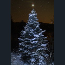 The Christmas Star (Tall) The Christmas Star (Tall)